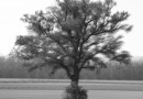 Étude arbre 8